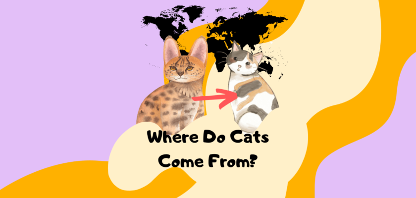 where do cats come from