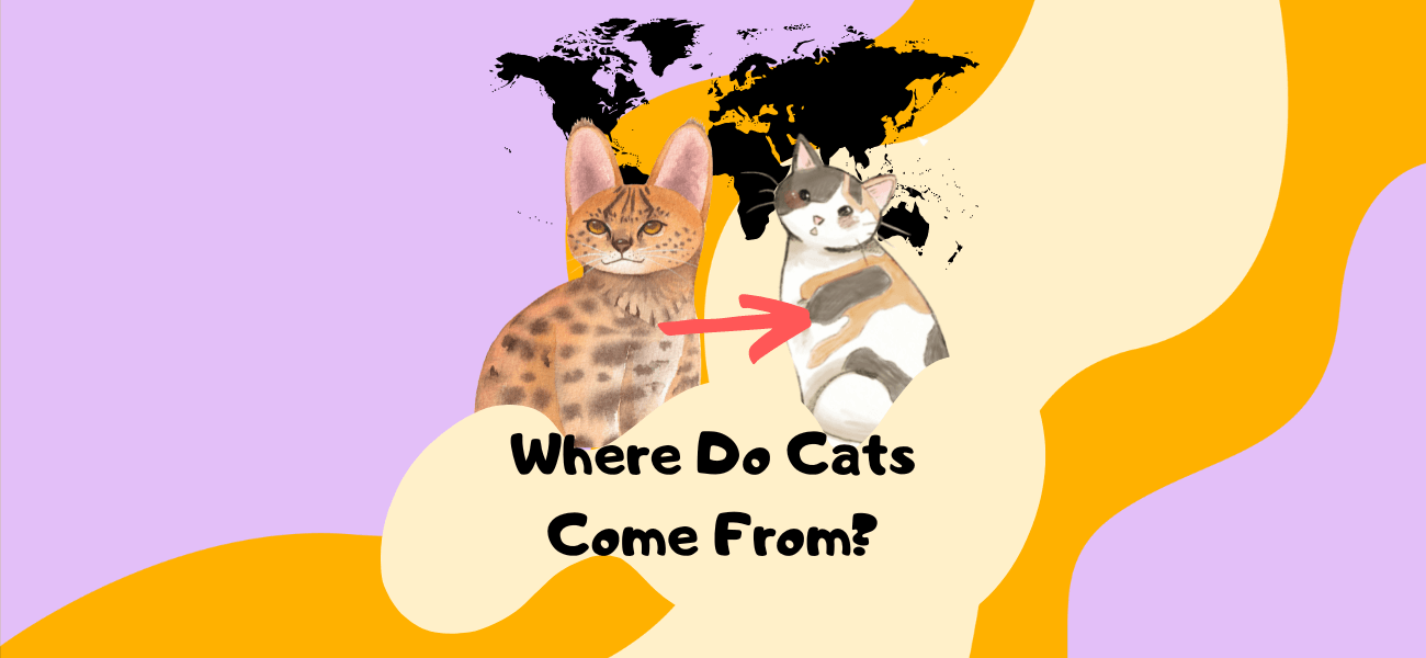 Where Do Cats Come From? The Origin of Domestic Cats