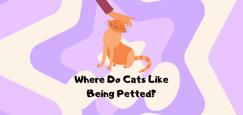 where do cats like to be pet