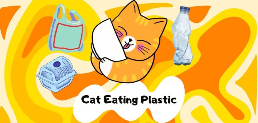 why does my cat eat plastic