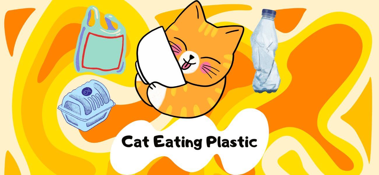 cat-behavior-petstime