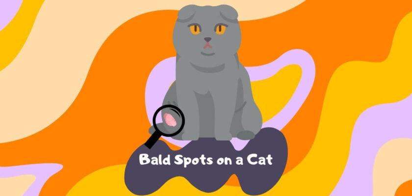 why does my cat have a bald spot