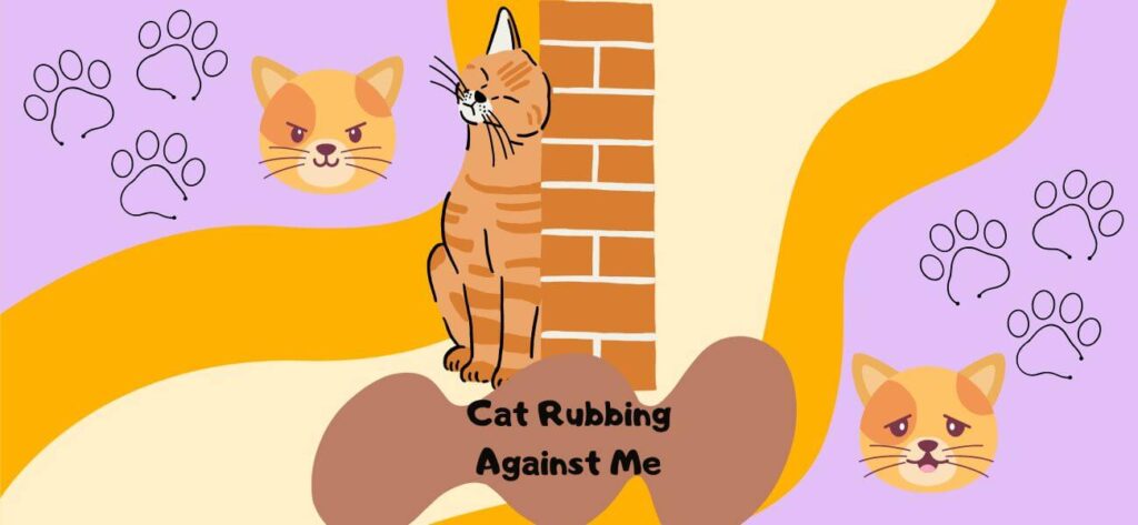 Why Does My Cat Rub Against Me Explaining The Behavior Why Does My Cat Rub Against Me And 