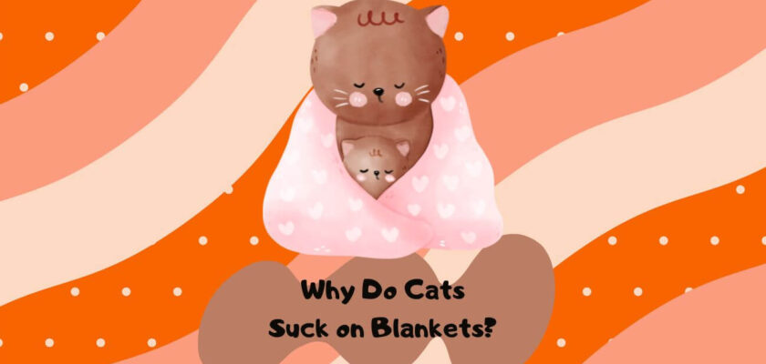 why does my cat suck on blankets