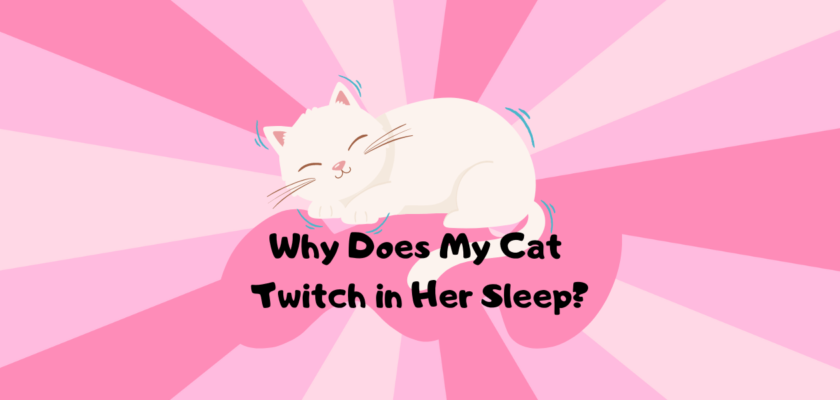 why does my cat twitch in her sleep