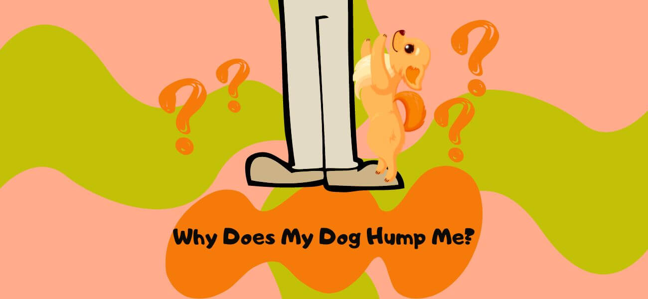 Why Does My Dog Hump Me and No One Else? PetsTime