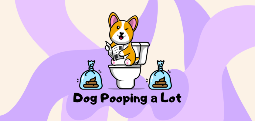 why does my dog poop so much