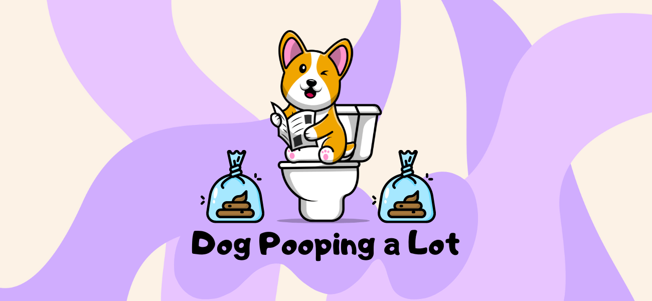 why-does-my-dog-poop-so-much-petstime