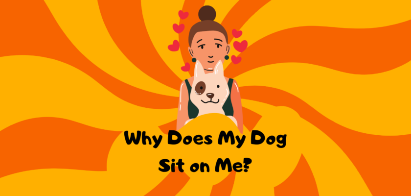 why does my dog sit on me
