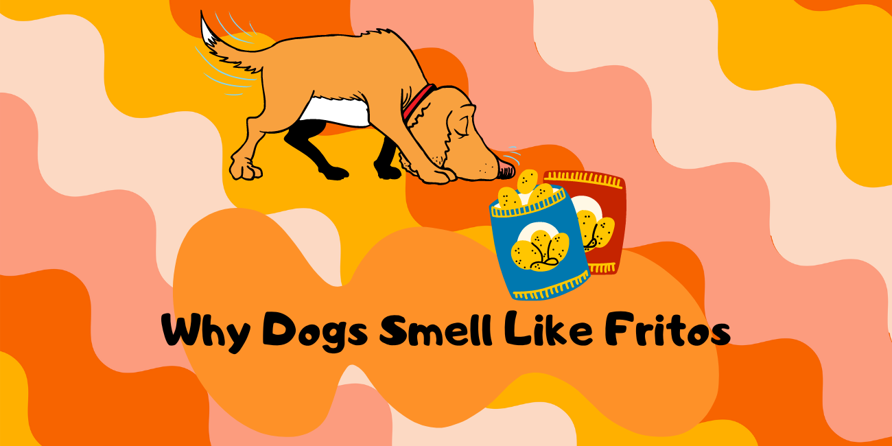 why-do-my-dog-s-feet-smell-like-corn-chips-old-farm-vet