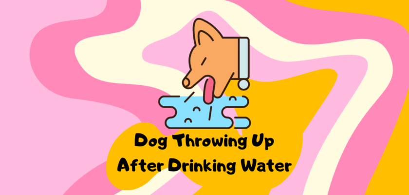why does my dog throw up after drinking water