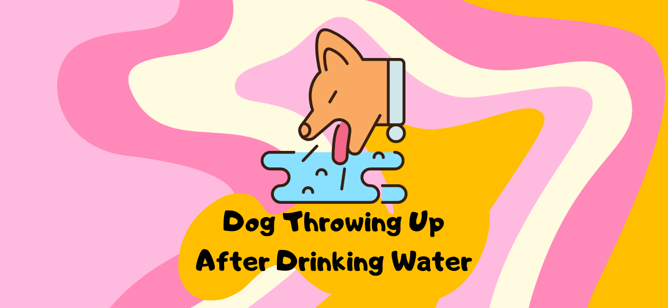 Why Does My Dog Throw Up After Drinking Water? PetsTime