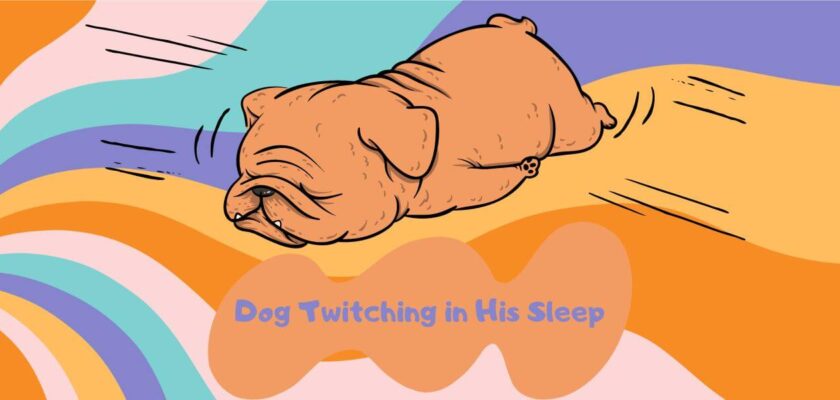 why does my dog twitch in his sleep