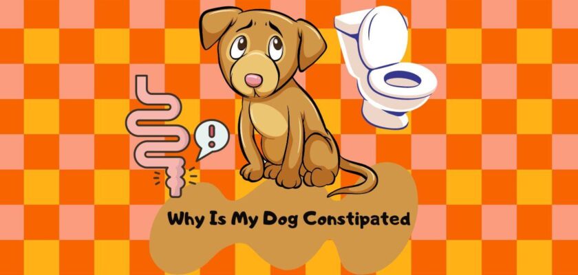 why is my dog constipated