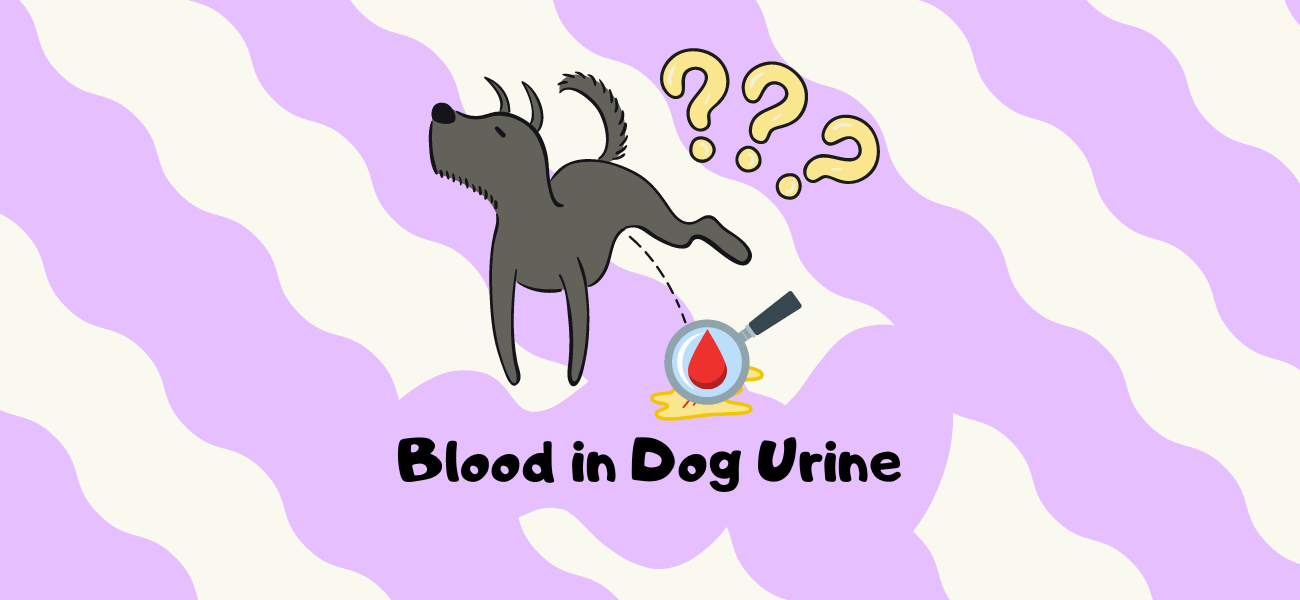 Why Is My Dog Peeing Blood? Blood in Urine PetsTime