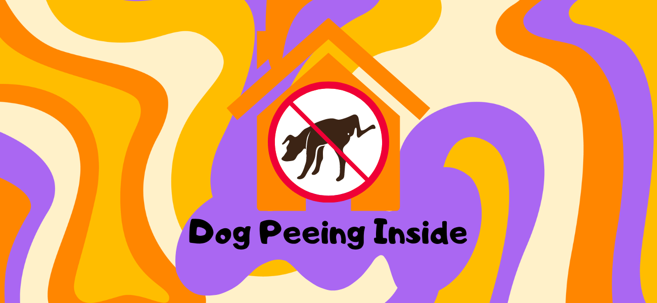 Why Is My Dog Peeing in the House? PetsTime